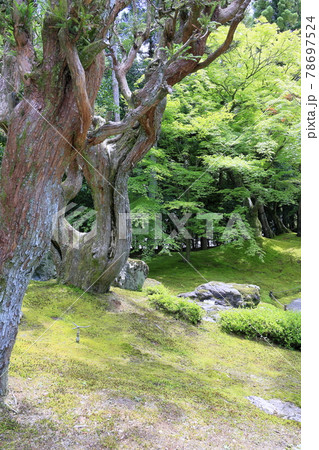 しょうざん　新緑と苔の庭　 78697524