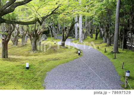 しょうざん　新緑と苔の庭　 78697529