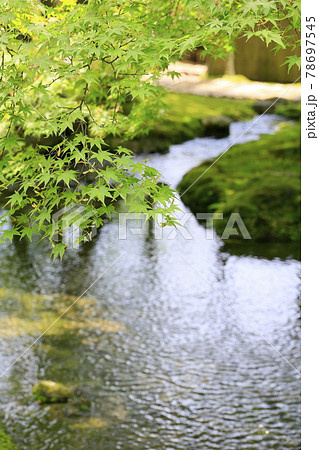しょうざん　新緑と苔の庭　 78697545