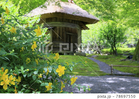 しょうざん 新緑と苔の庭 しょうざん 新緑と苔の庭 78697550