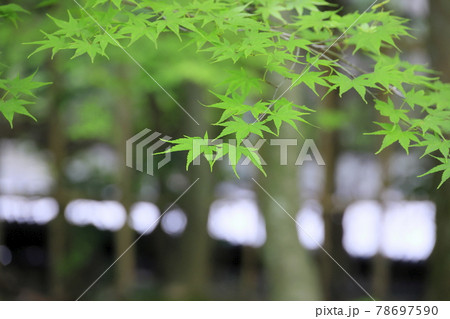 しょうざん　新緑と苔の庭　 78697590