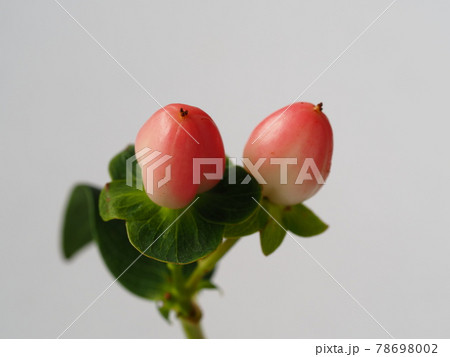 ヒペリカムの赤い実 ヒペリカムの赤い実 78698002