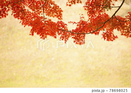 紅葉　 78698025