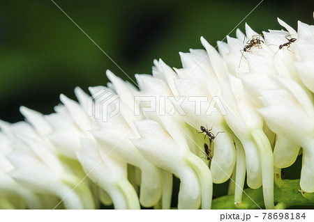 Bouquet White Dendrobium secundum, Epidendroideae flower with ant over nature background 78698184