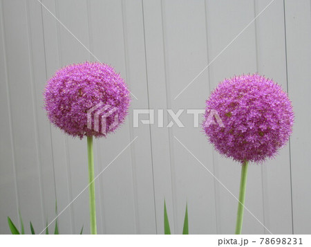 アリウム・ギガンチウム 78698231