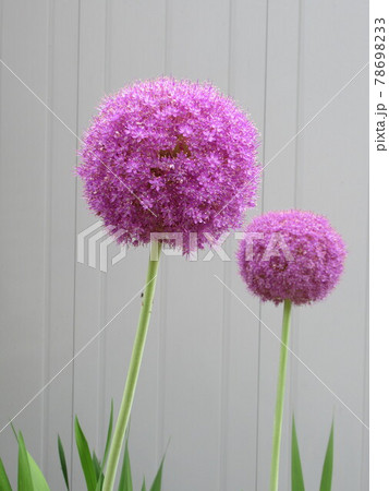 アリウム・ギガンチウム 78698233