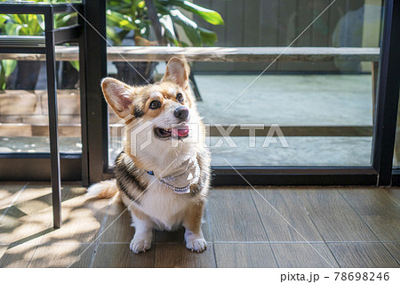 Adorable brown welsh corgi sitting on wood floor while learning something and looking owner at home. Adorable brown welsh corgi sitting on wood floor while learning something and looking owner at home. 78698246