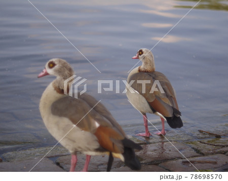 bird bird 78698570