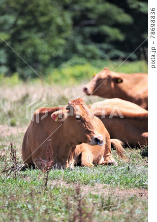 赤毛和牛 78698836