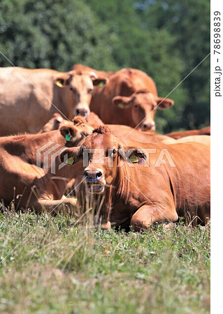 赤毛和牛 78698839