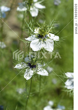 Love-in-a-mist flower Love-in-a-mist flower 78699009
