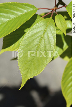 Japanese flowering cherry Kanzan 78699014