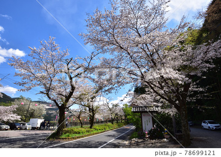 大井川　桜（静岡県） 78699121