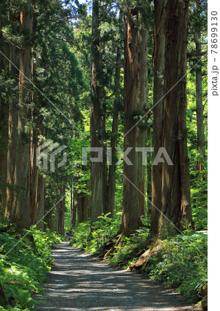 戸隠神社 奥社参道杉並木 戸隠神社 奥社参道杉並木 78699130