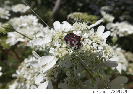 オルレアに来たアカスジカメムシ 78699292