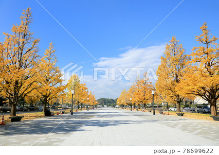 行幸通り・イチョウ並木の紅葉 78699622