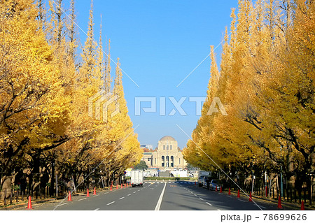 神宮外苑のイチョウ並木 78699626