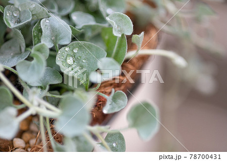 ハート型の銀葉のディコンドラシルバーフォールを壁掛けバスケットで吊るしたガーデニング ハート型の銀葉のディコンドラシルバーフォールを壁掛けバスケットで吊るしたガーデニング 78700431