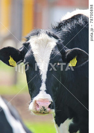 ホルスタイン牛 78700898