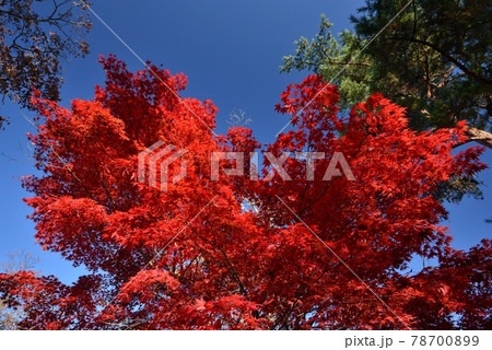宇宙まで抜けそうな秋の青空に負けない山中湖紅葉祭りの真っ赤なモミジ 78700899
