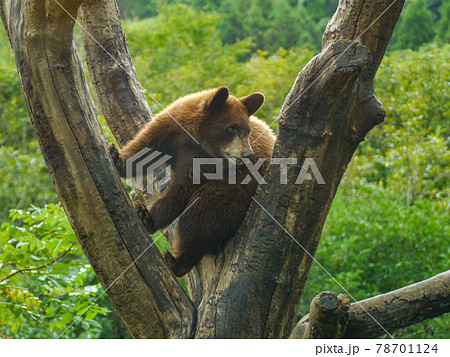 富士サファリパークのアメリカグマ 78701124