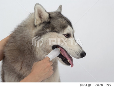 Cleaning the dogs tooth with dental finger wipes, help reduce plaque and freshen breath Cleaning the dogs tooth with dental finger wipes, help reduce plaque and freshen breath 78701195