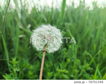 Dandelion seeds on green morning meadow background Dandelion seeds on green morning meadow background 78701566