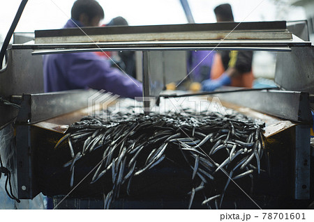 港 市場 魚 水揚げ 人 作業 港 市場 魚 水揚げ 人 作業 78701601
