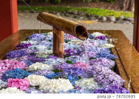 鎌倉鶴丘八幡宮花手水の写真素材