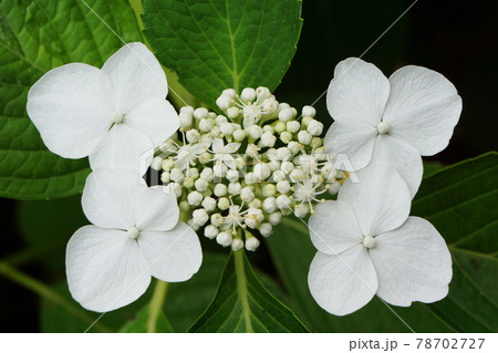 白い額咲き紫陽花(アジサイ) 白い額咲き紫陽花(アジサイ) 78702727