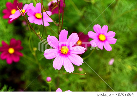 コスモス 78703364
