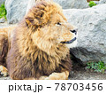 ライオンの横顔 78703456