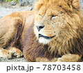 香箱座りする寝ぼけ顔のライオン 78703458