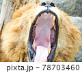 おおあくびするライオン 78703460