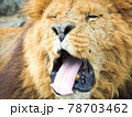 舌を出すライオン 78703462