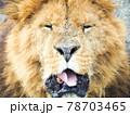 舌を出すライオン（正面） 78703465