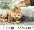 香箱座りするライオン 78703467