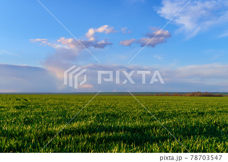 agricultural field with young sprouts and a blue sky with clouds - a beautiful spring landscape 78703547