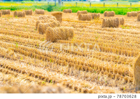 【秋素材】稲わらロール【長野県】 78703628