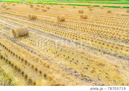 【秋素材】稲わらロール【長野県】 【秋素材】稲わらロール【長野県】 78703719