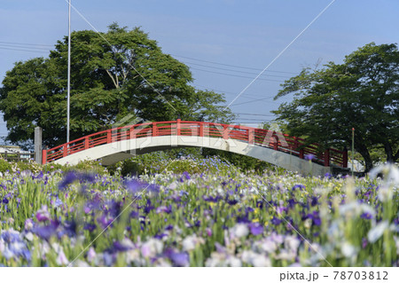 2021年の賀茂しょうぶ園 78703812