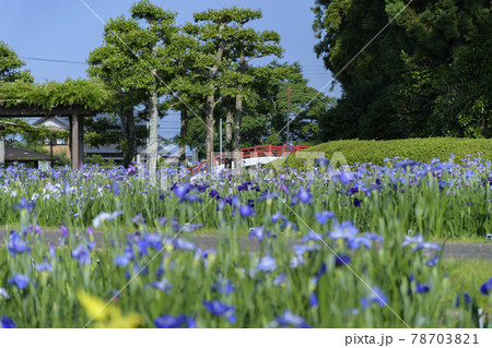 2021年の賀茂しょうぶ園 2021年の賀茂しょうぶ園 78703821