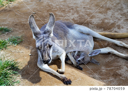 袋の中に赤ちゃんがはいっているカンガルー 袋の中に赤ちゃんがはいっているカンガルー 78704059