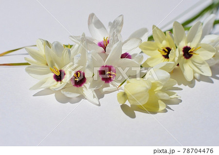 白いイキシアの花 　 78704476