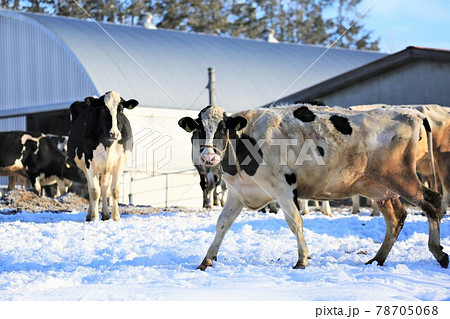 北海道の風景「冬の牧場」 78705068