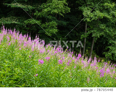 尾瀬岩鞍スキー場のヤナギラン 尾瀬岩鞍スキー場のヤナギラン 78705440