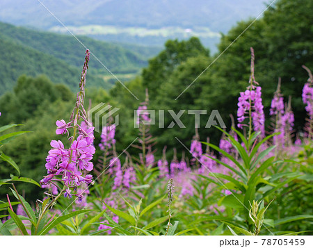 尾瀬岩鞍スキー場のヤナギラン 78705459