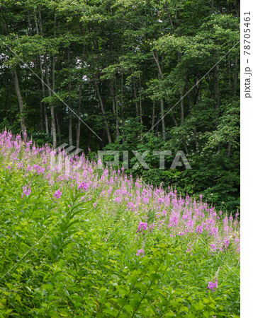 尾瀬岩鞍スキー場のヤナギラン 尾瀬岩鞍スキー場のヤナギラン 78705461