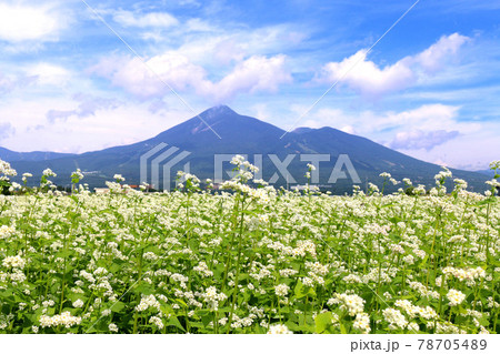 夏のソバ畑と磐梯山（福島県・猪苗代町） 78705489