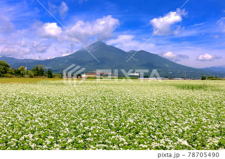 夏のソバ畑と磐梯山（福島県・猪苗代町） 78705490